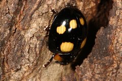 Paropsisterna sexpustulata