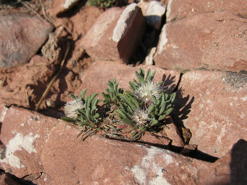 Townsendia rothrockii, photograph 6