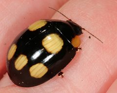 Paropsisterna sexpustulata