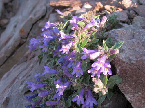 Image of Penstemon harbourii by (c) Anders Hastings, some rights reserved (CC BY)