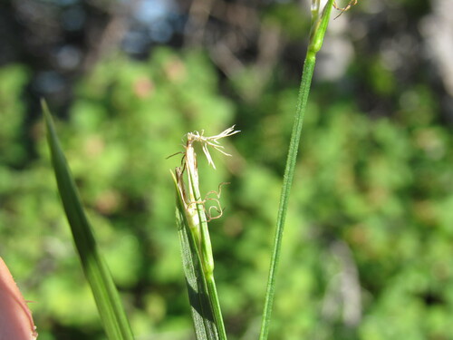 Image of Carex geyeri by (c) Anders Hastings, some rights reserved (CC BY)