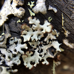 Xanthoparmelia wyomingica