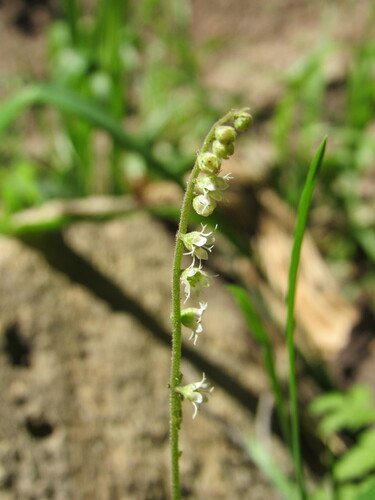 Image of Ozomelis stauropetala by (c) Anders Hastings, some rights reserved (CC BY)