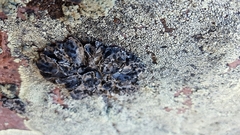 Umbilicaria virginis