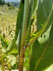 Wyethia glabra