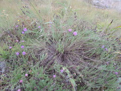 Polydora bainesii subsp. bainesii image