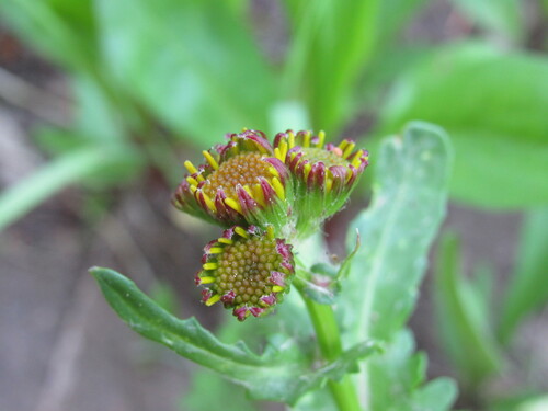 Image of Packera dimorphophylla by (c) Anders Hastings, some rights reserved (CC BY)