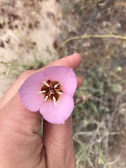 Calochortus palmeri