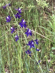 Delphinium hesperium