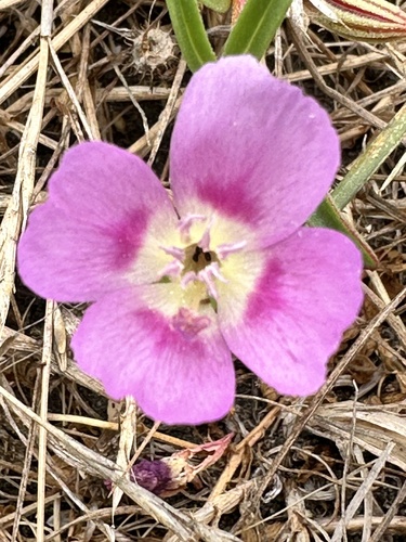 Prostrate clarkia (Clarkia prostrata)
