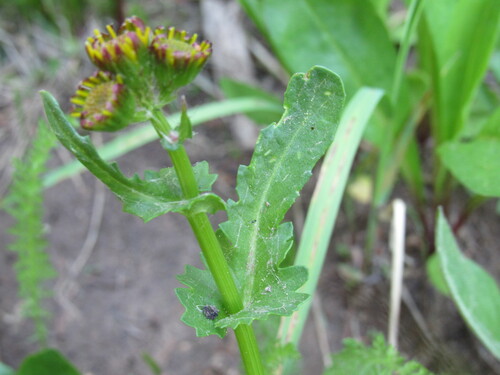 Image of Packera dimorphophylla by (c) Anders Hastings, some rights reserved (CC BY)