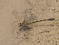 Progomphus obscurus