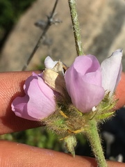 Malacothamnus densiflorus