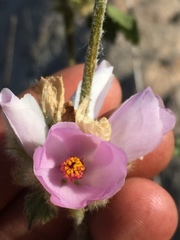 Malacothamnus densiflorus