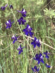 Delphinium hesperium