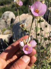 Malacothamnus densiflorus