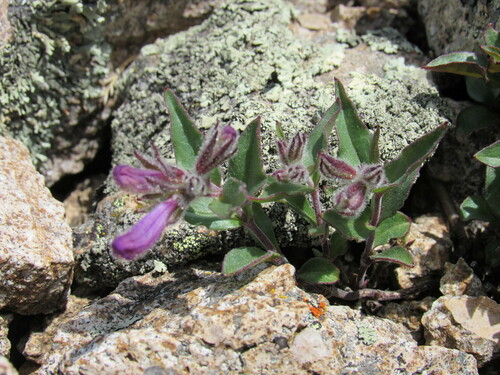 Image of Penstemon harbourii by (c) Anders Hastings, some rights reserved (CC BY)