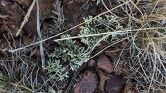 Xanthoparmelia chlorochroa