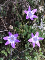 Triteleia bridgesii