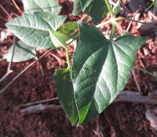 Thunbergia reticulata image