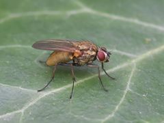 Hydrophoria lancifer