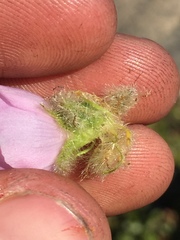 Malacothamnus densiflorus