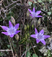 Triteleia bridgesii