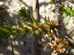 Roella arenaria