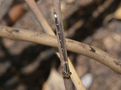 Argia bipunctulata