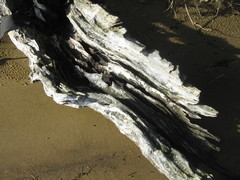 Griselinia littoralis