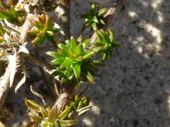 Roella arenaria