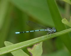 Argia bipunctulata
