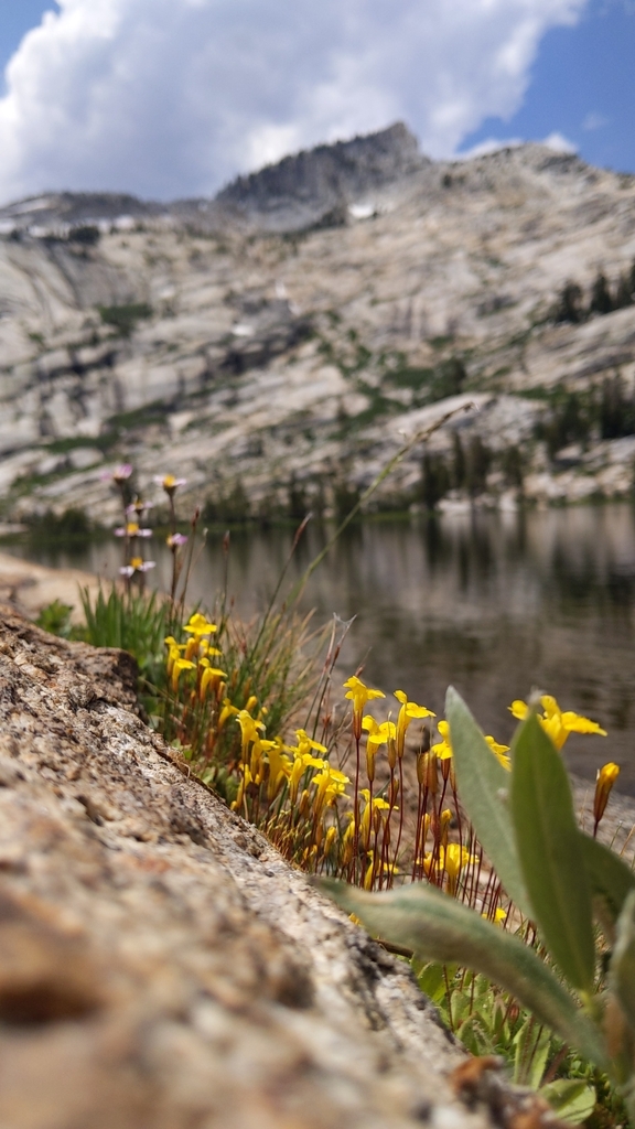 Primrose monkeyflower (Erythranthe primuloides)