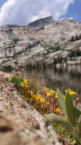 primrose monkeyflower (Mimulus primuloides)