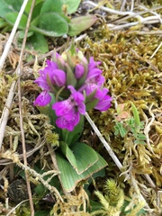 Dactylorhiza kerryensis