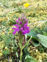 Dactylorhiza kerryensis