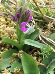 Dactylorhiza kerryensis