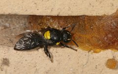 Hylaeus nubilosus
