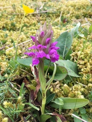 Dactylorhiza kerryensis