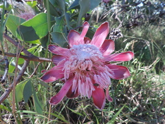 Protea angolensis var. trichanthera image