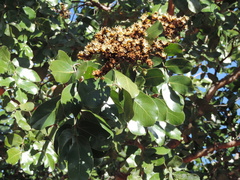 Isoberlinia angolensis