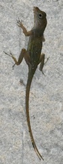 Saona Stout Anole photo 3