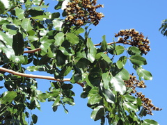 Isoberlinia angolensis