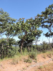 Isoberlinia angolensis