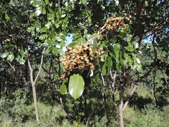 Isoberlinia angolensis