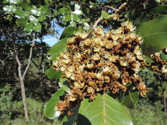 Isoberlinia angolensis