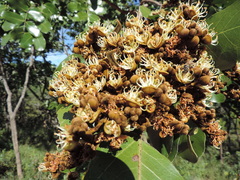 Isoberlinia angolensis