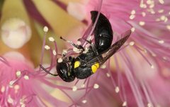 Hylaeus rotundiceps