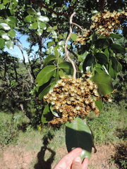 Isoberlinia angolensis