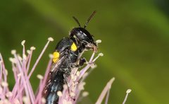 Hylaeus rotundiceps